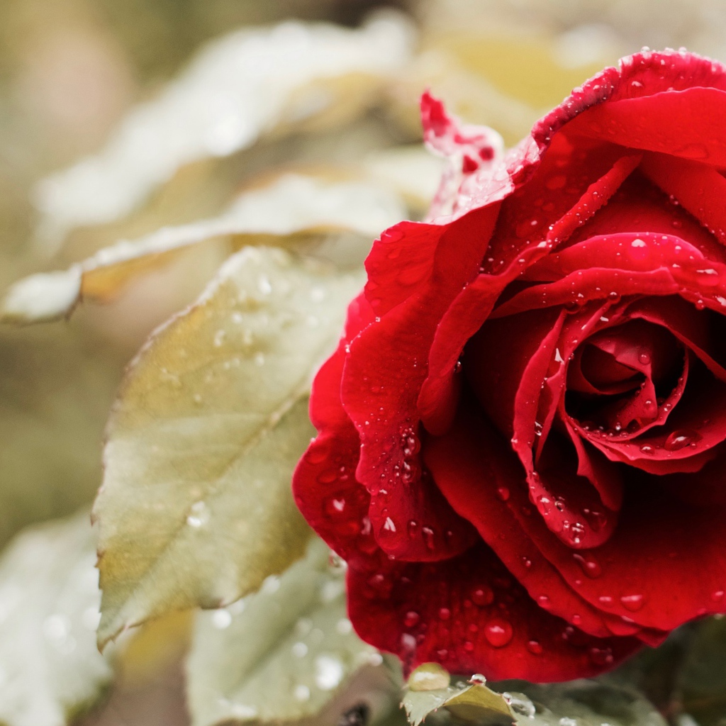 Красивая красная роза в капельках росы 