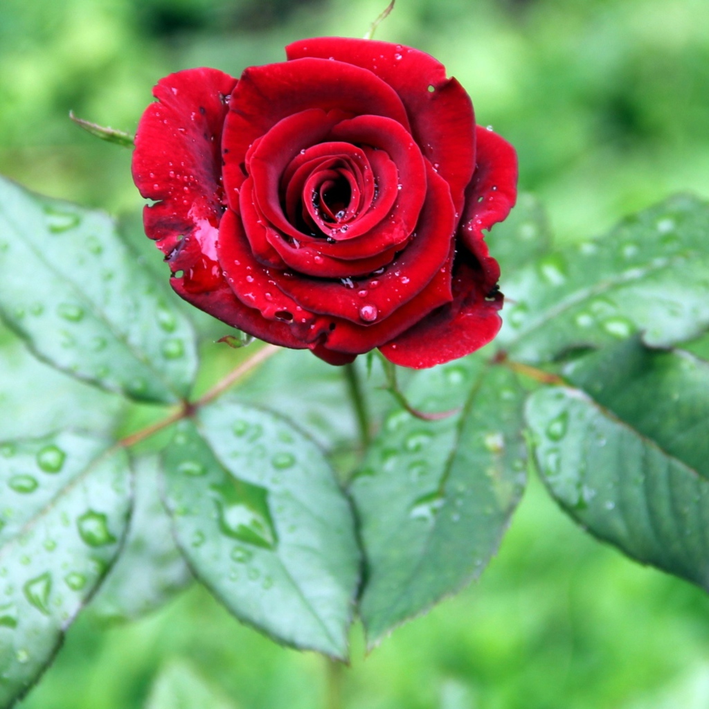 Красивая красная роза с зелеными листьями в каплях дождя