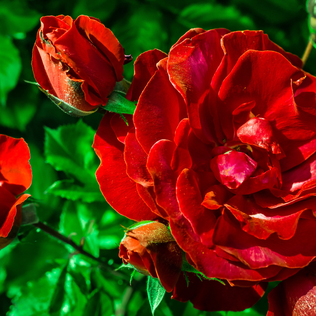 Красивые красные розы с бутонами вблизи