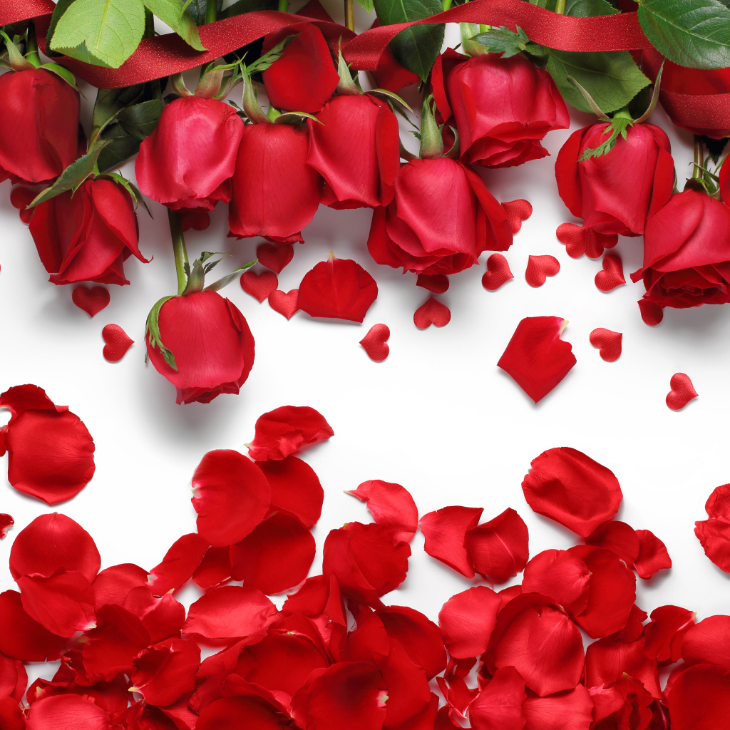 Красивые красные розы с красными лепестками на белом фоне