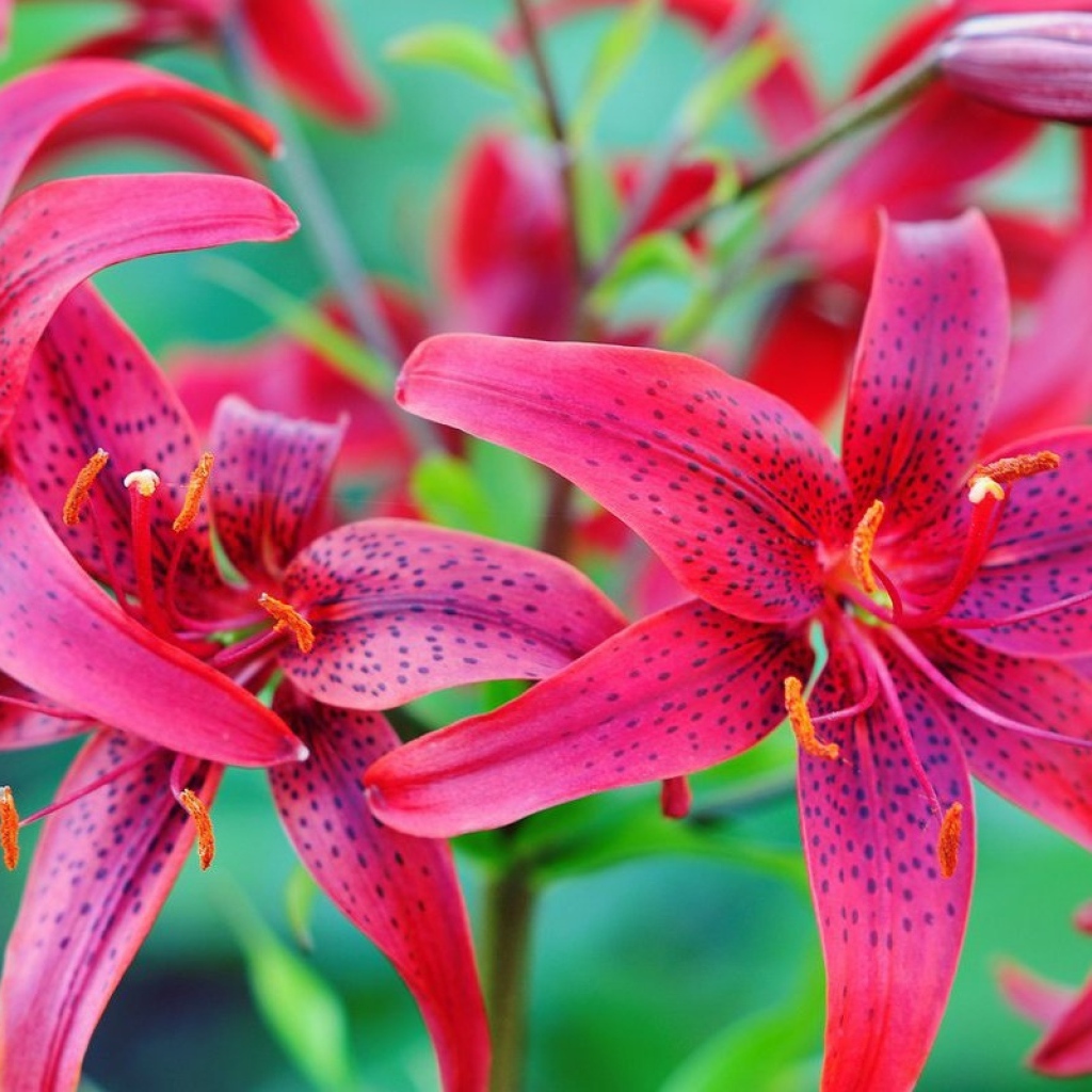 Красивые красные пятнистые лилии