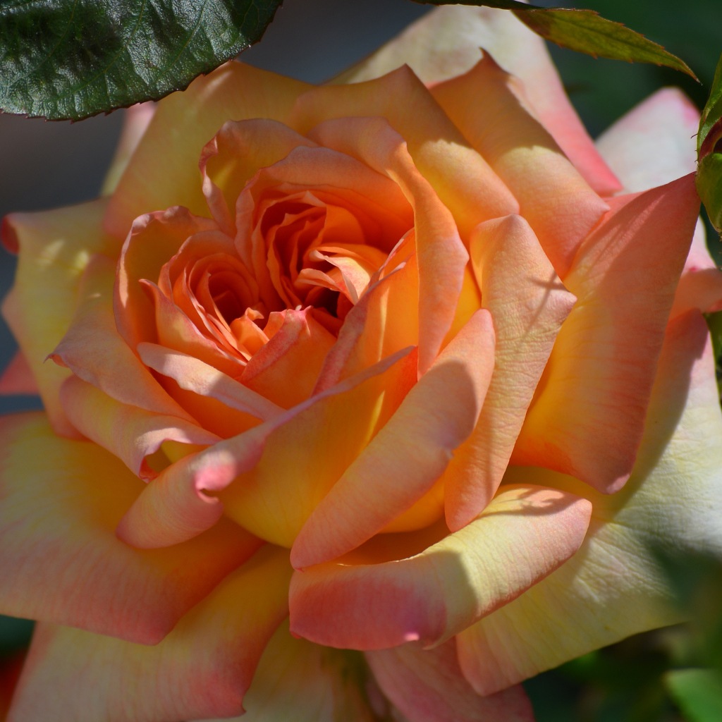 Красивая роза крупным планом 