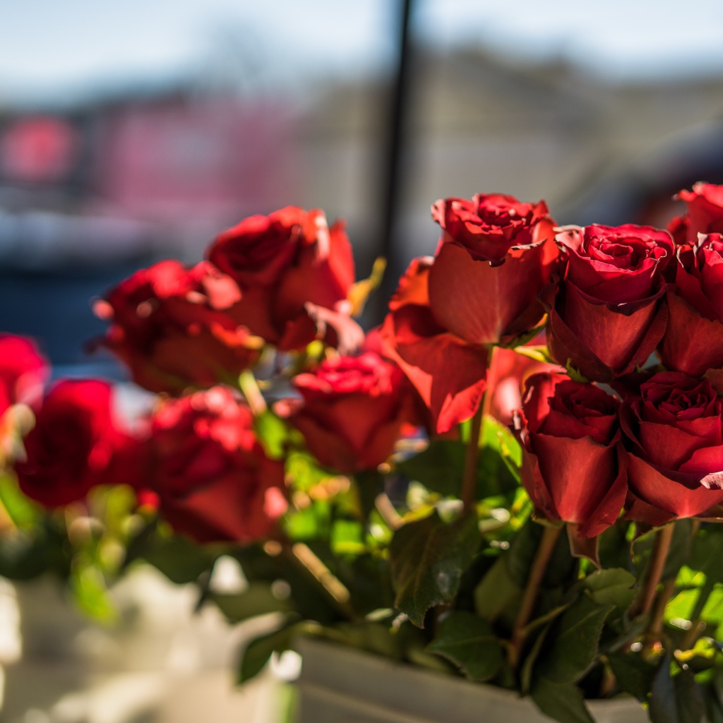 Красивые розы с красными лепестками