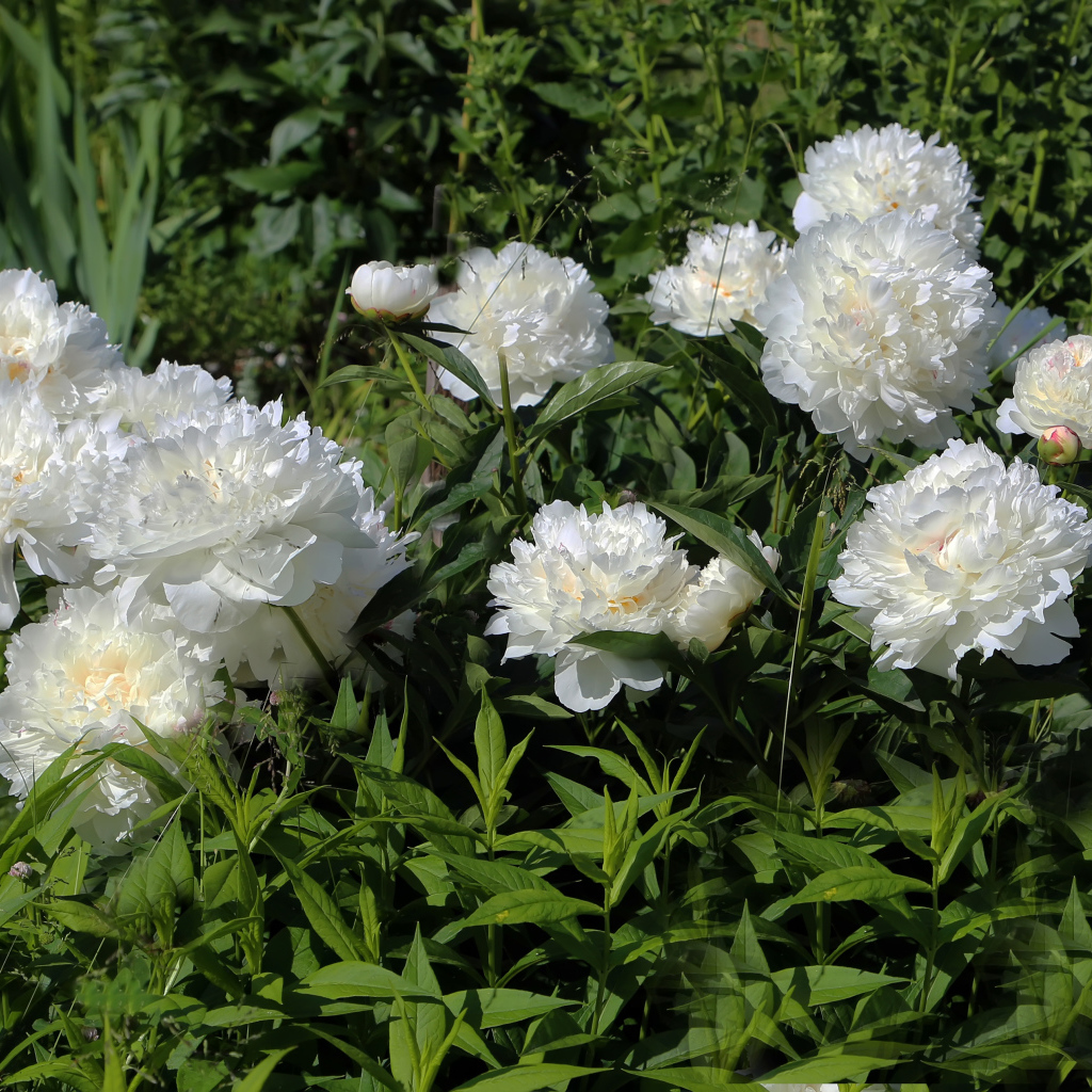 Красивые нежные белые пионы на клумбе