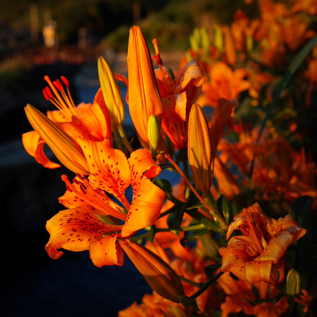 Красивый летний цветок тигровая лилия