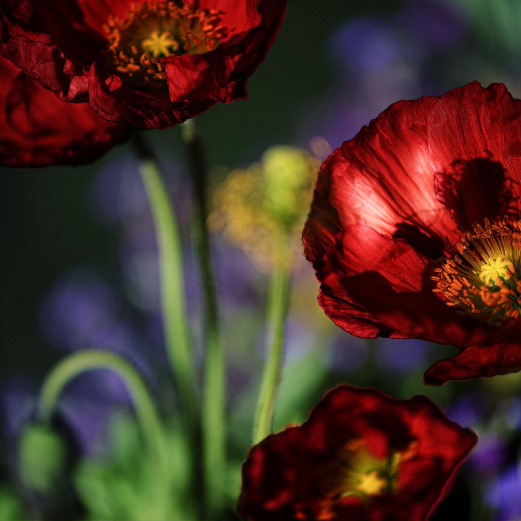 Красивые летние красные маки крупным планом 