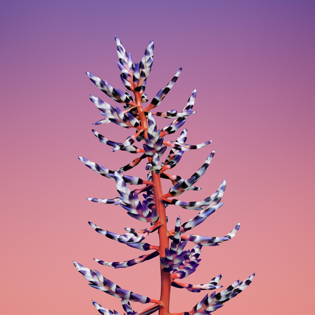 Красивый необычный цветок на розовом фоне