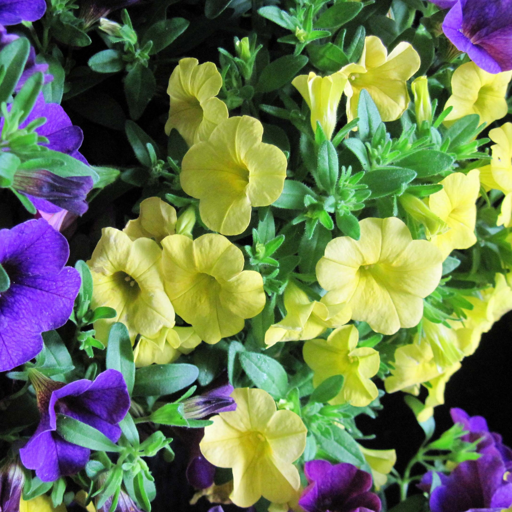 Красивые фиолетовые и желтые цветы петунии