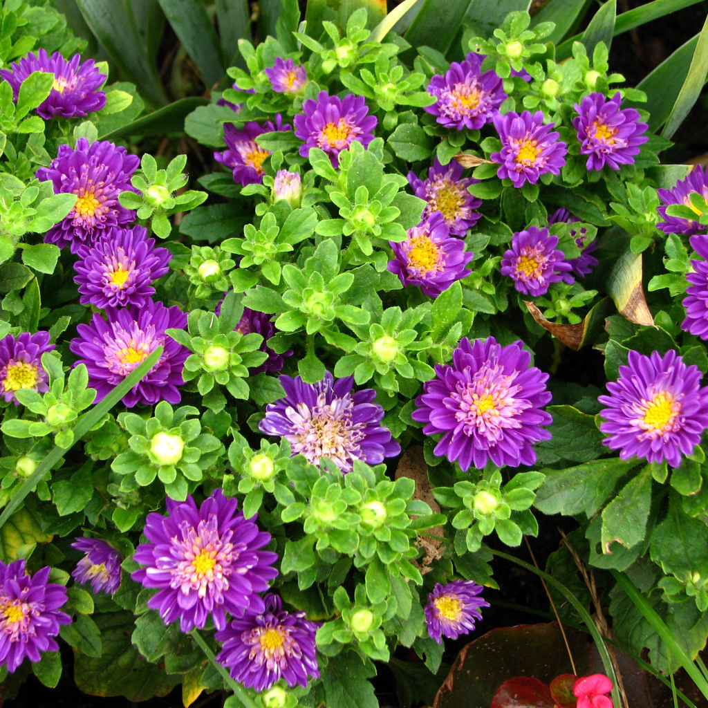 Красивые фиолетовые астры на клумбе 