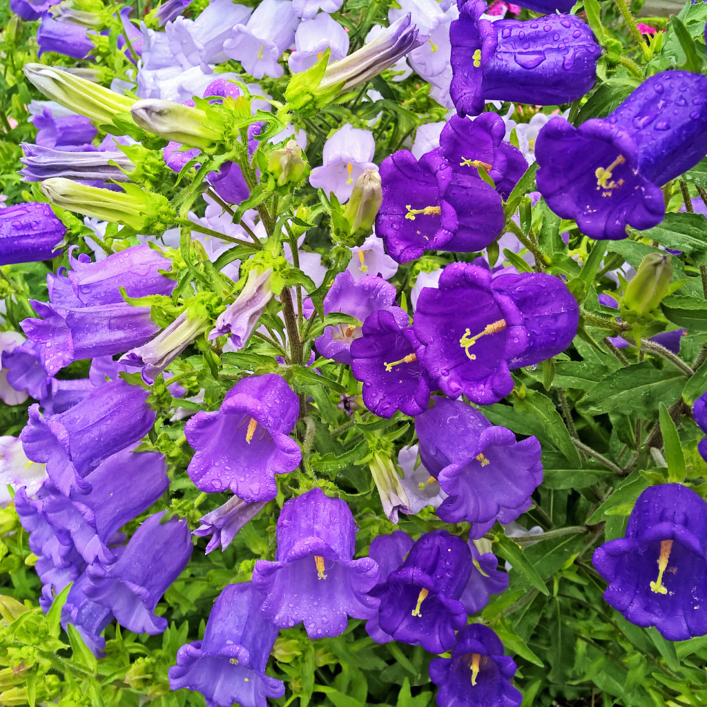 Красивые фиолетовые цветы колокольчики в каплях росы 