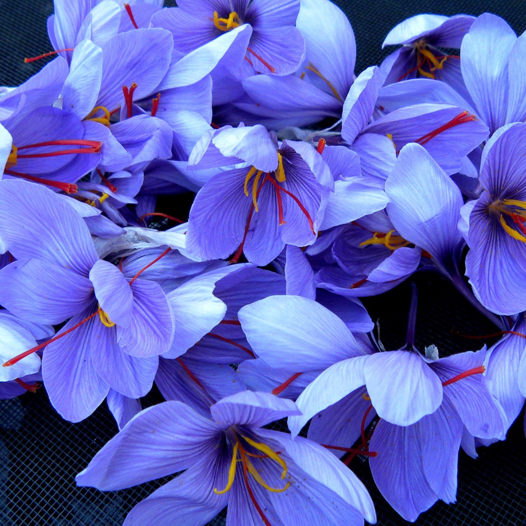 Красивые фиолетовые цветы шафран