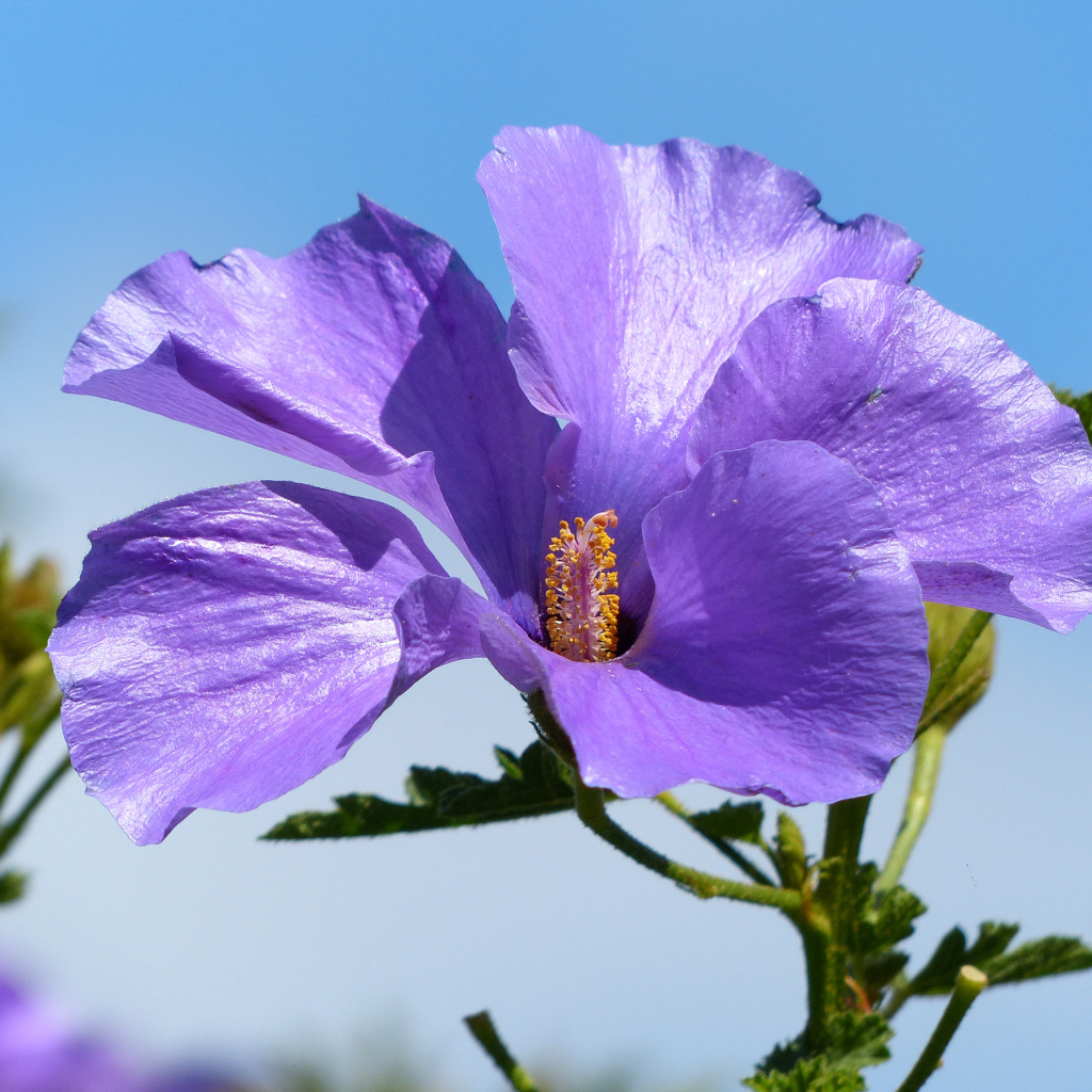 Красивый фиолетовый цветок гибискуса