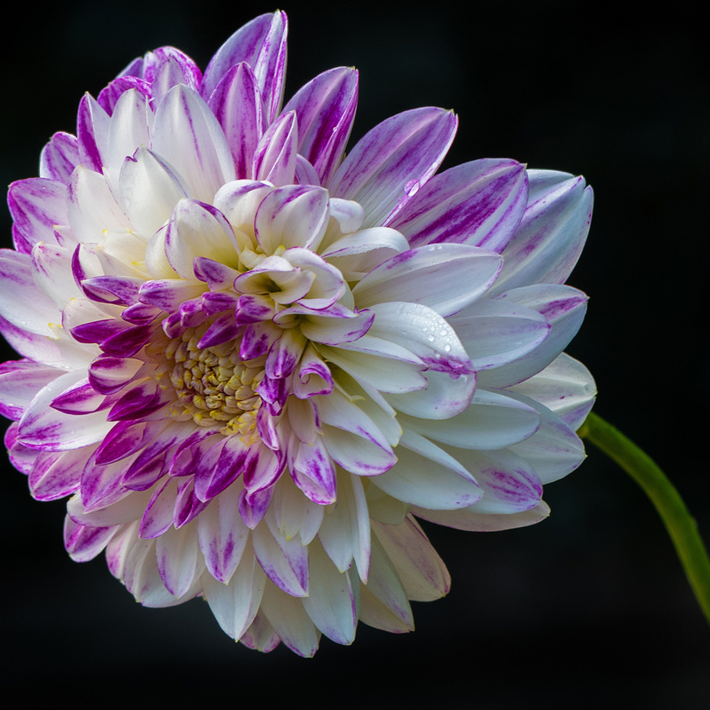 Красивая бело - сиреневая георгина на черном фоне 