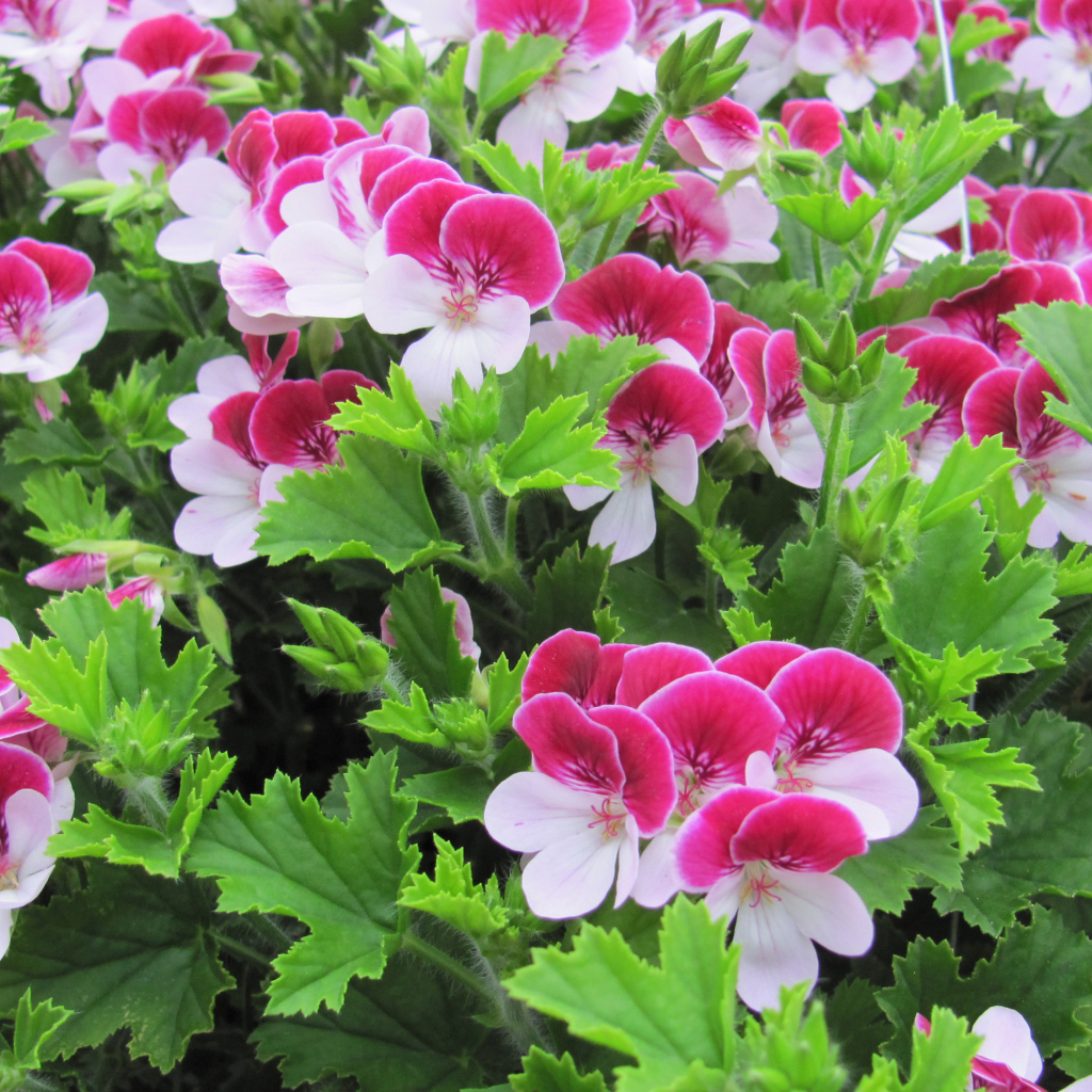 Красивые бело-розовые цветы герани