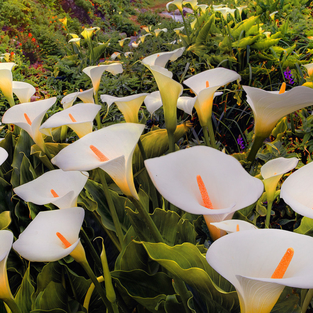 Красивые белые каллы 