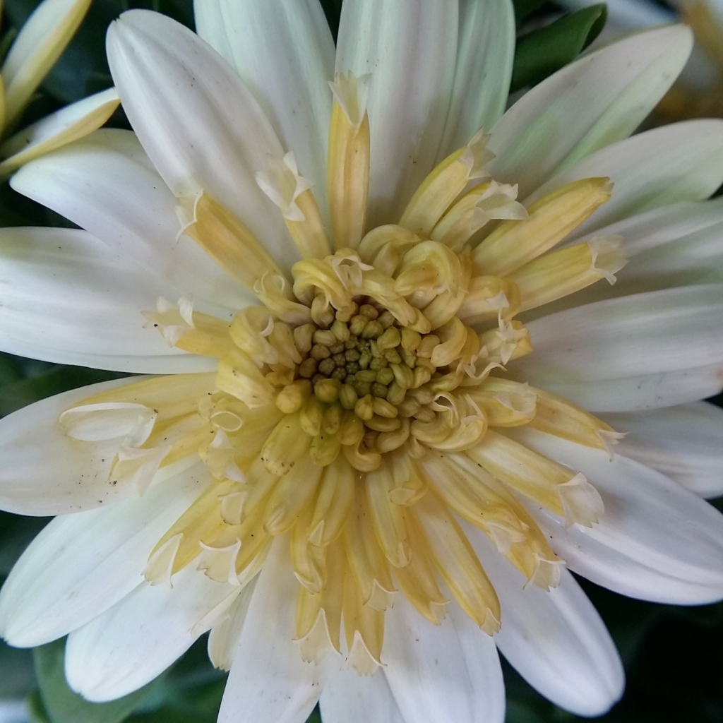 Красивый белый цветок хризантемы крупным планом