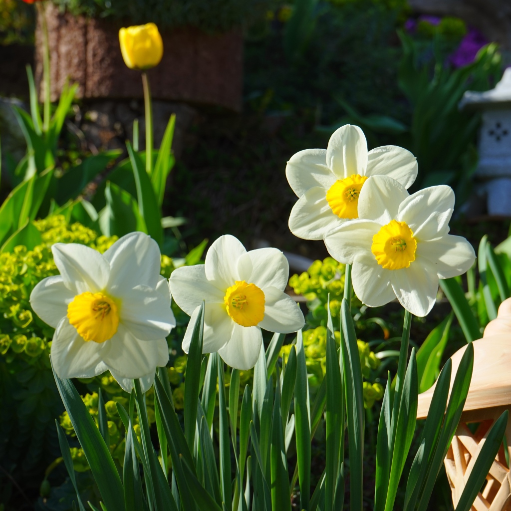 Красивые белые нарциссы на клумбе