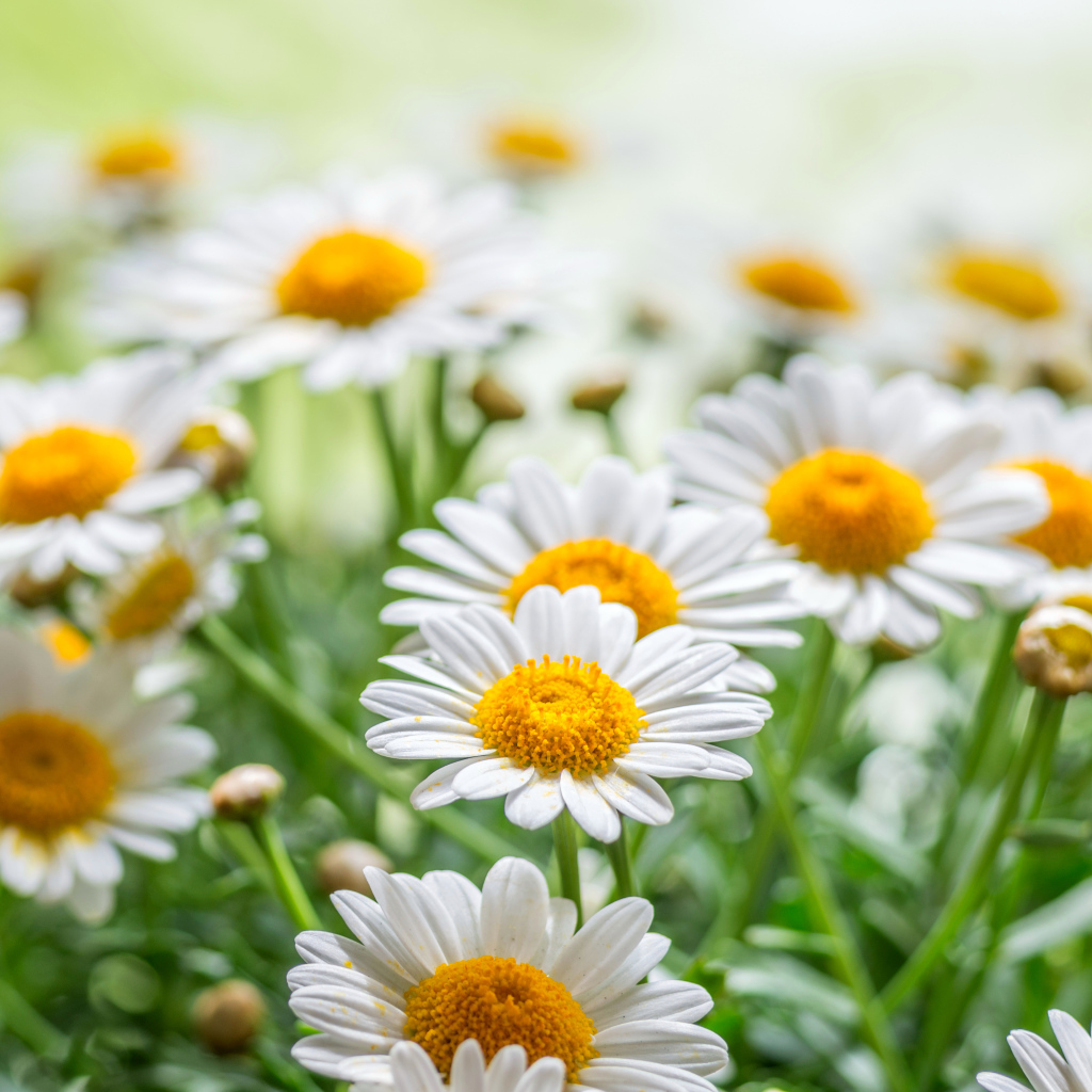Красивые белые ромашки с желтой серединкой