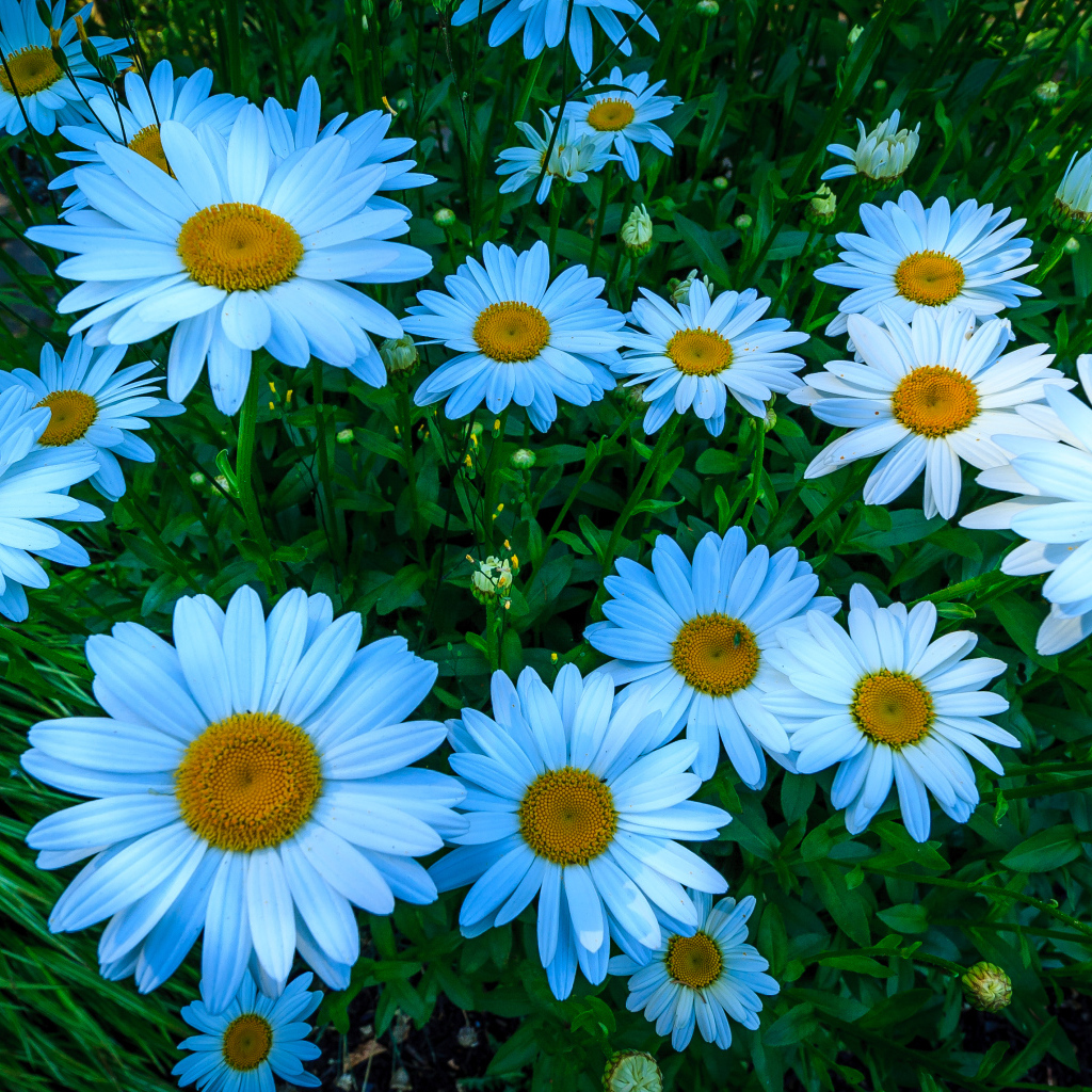 Красивые белые цветы ромашки на клумбе