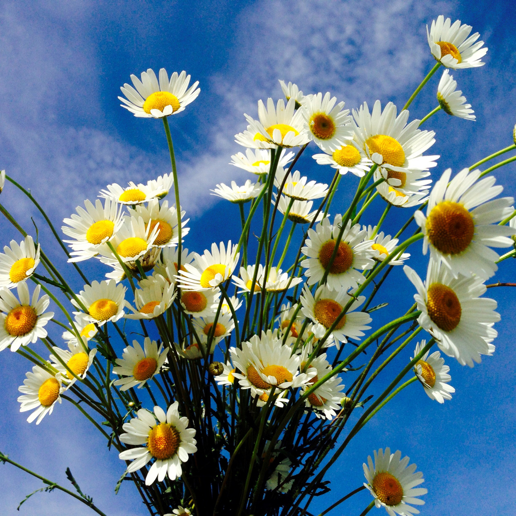 Красивые белые полевые ромашки на фоне голубого неба