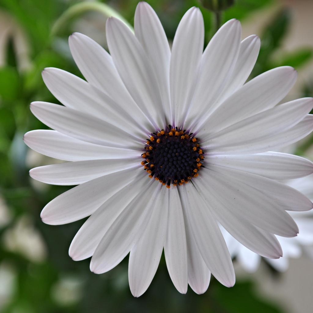 Красивый белый цветок Мезембриантемум крупным планом