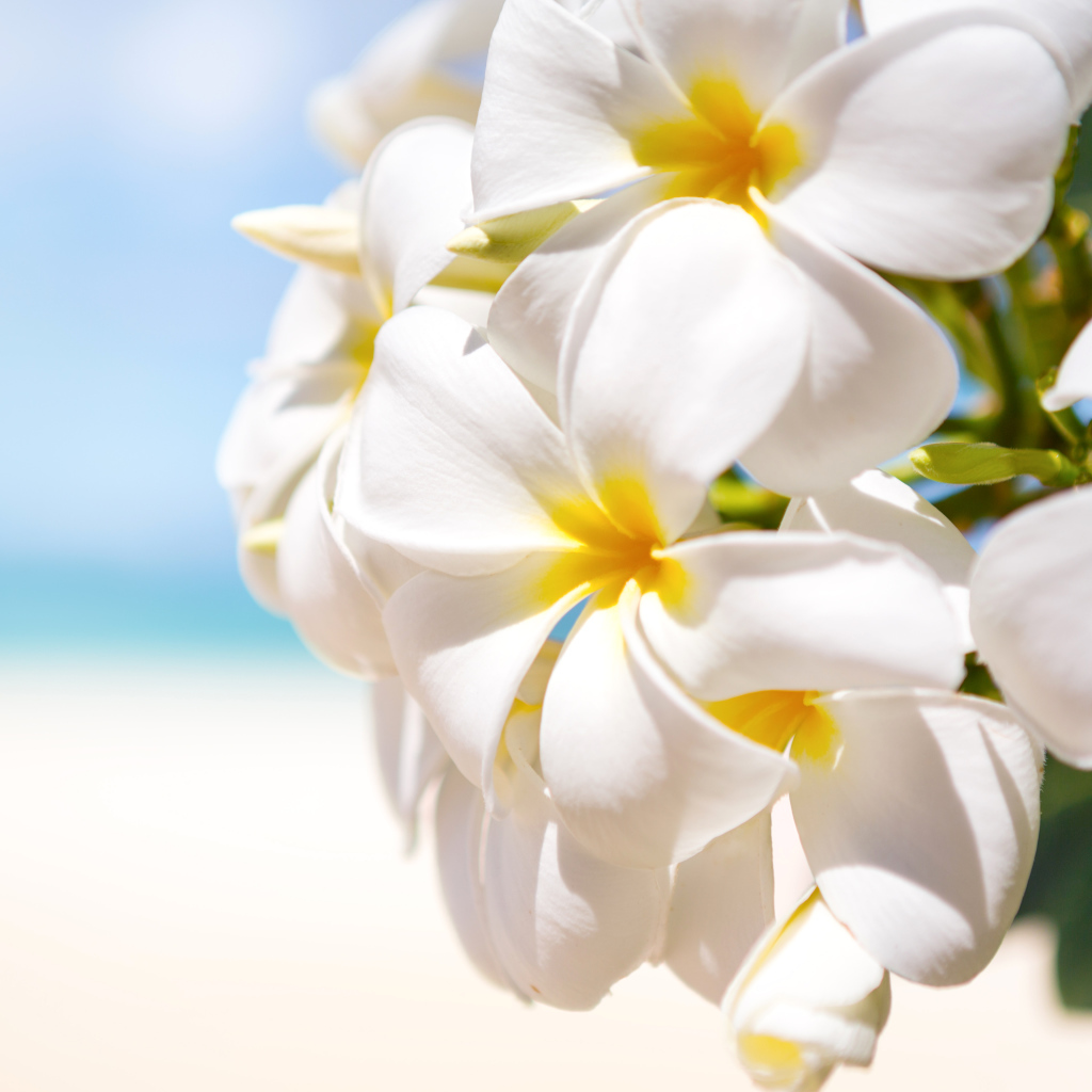 Красивые белые цветы Плюмерия крупным планом