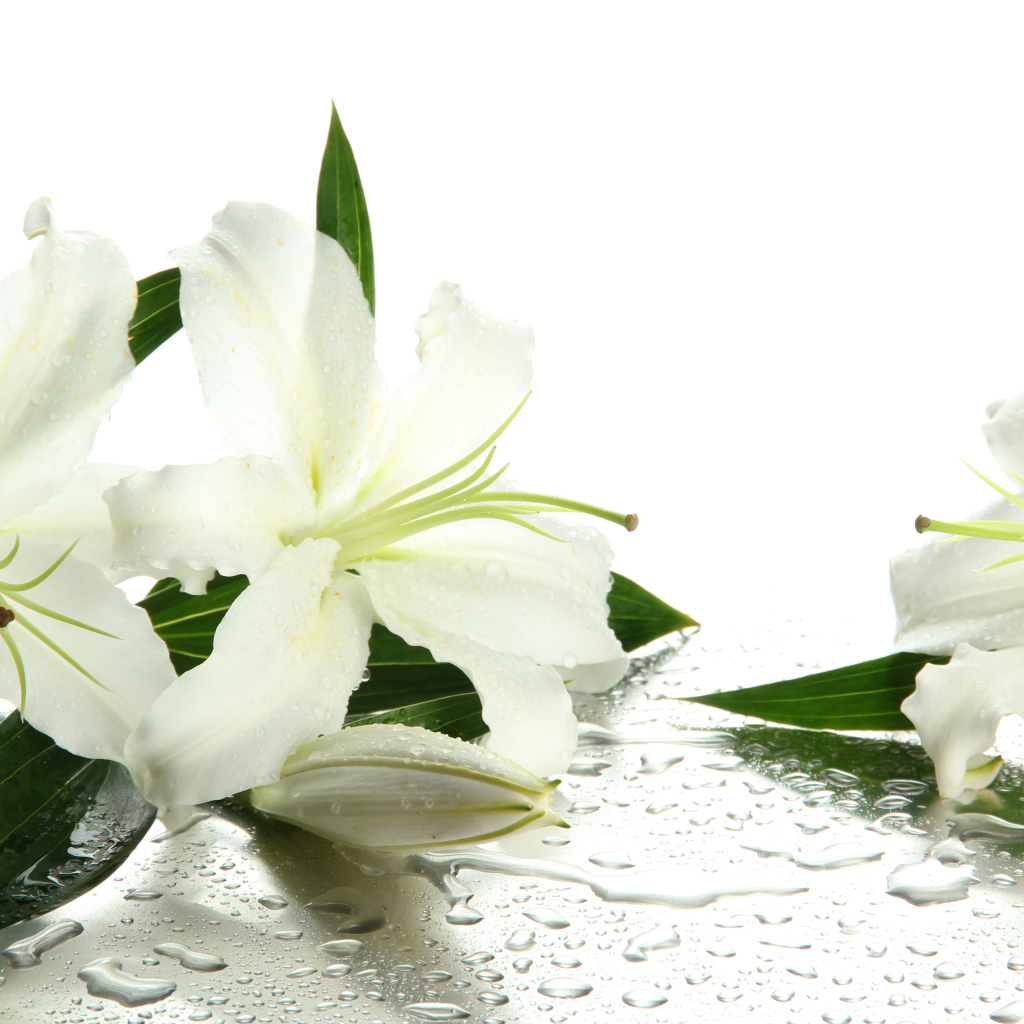 Красивые белые лилии в каплях воды на белом фоне