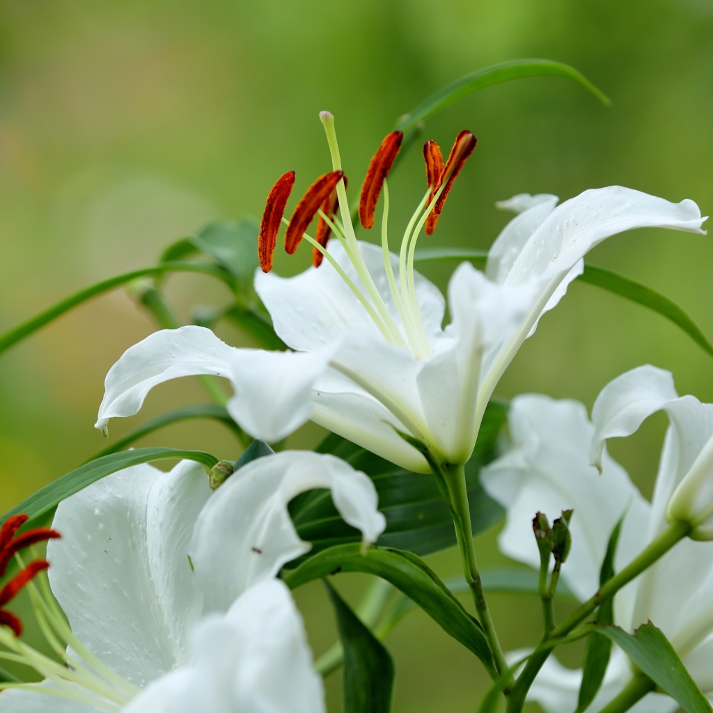 Красивый белый цветок лилии с бутонами и зелеными листьями