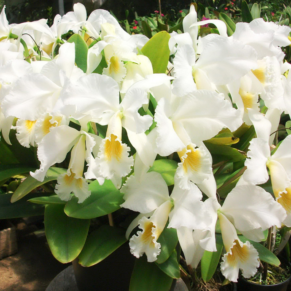 Красивые белые орхидеи на клумбе крупным планом