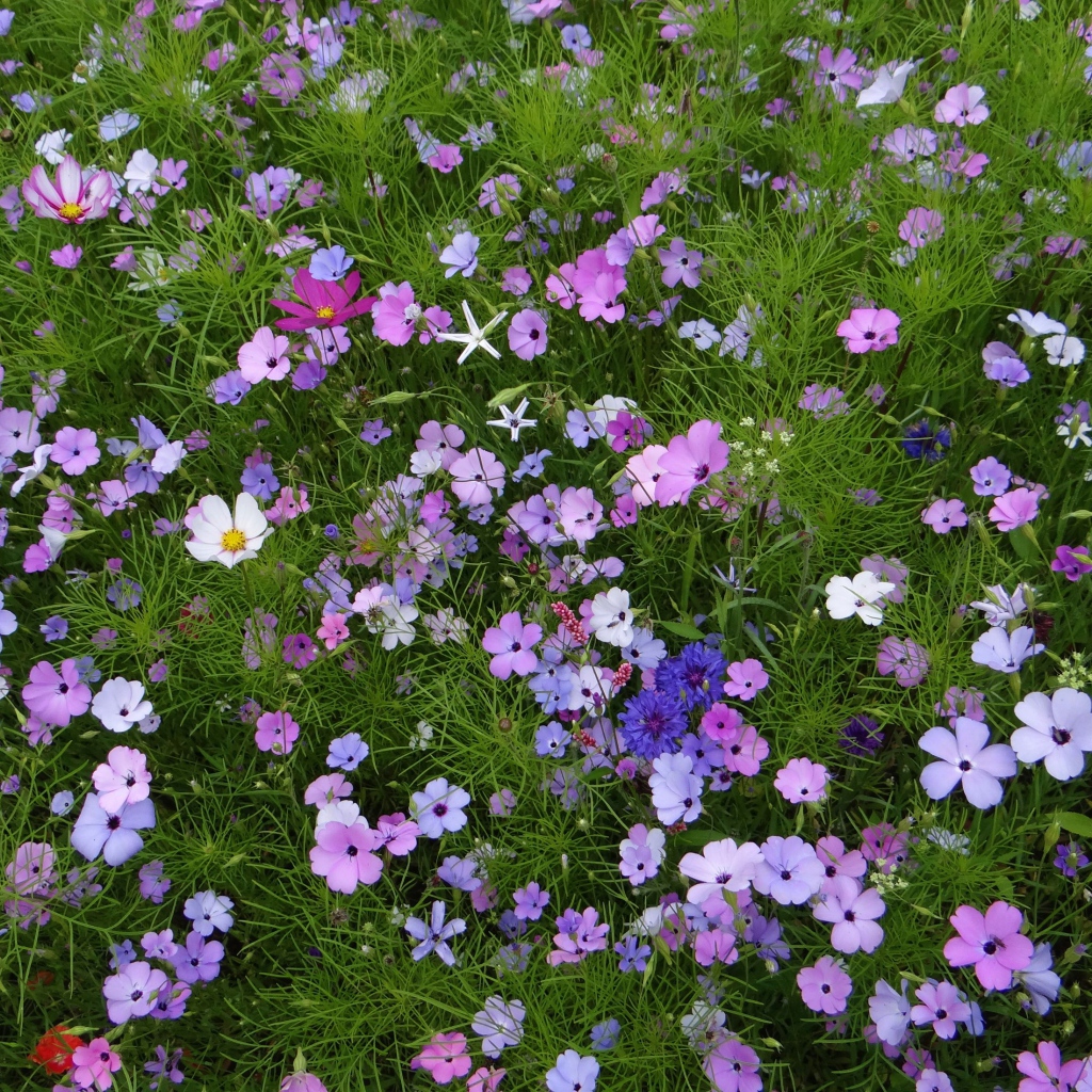 Красивые полевые цветы космея и голубые васильки