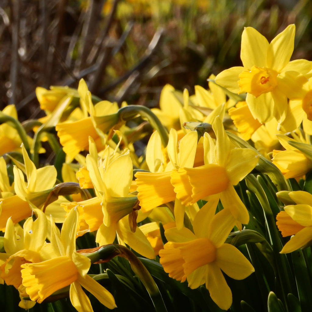 Красивые желтые нарциссы на клумбе 