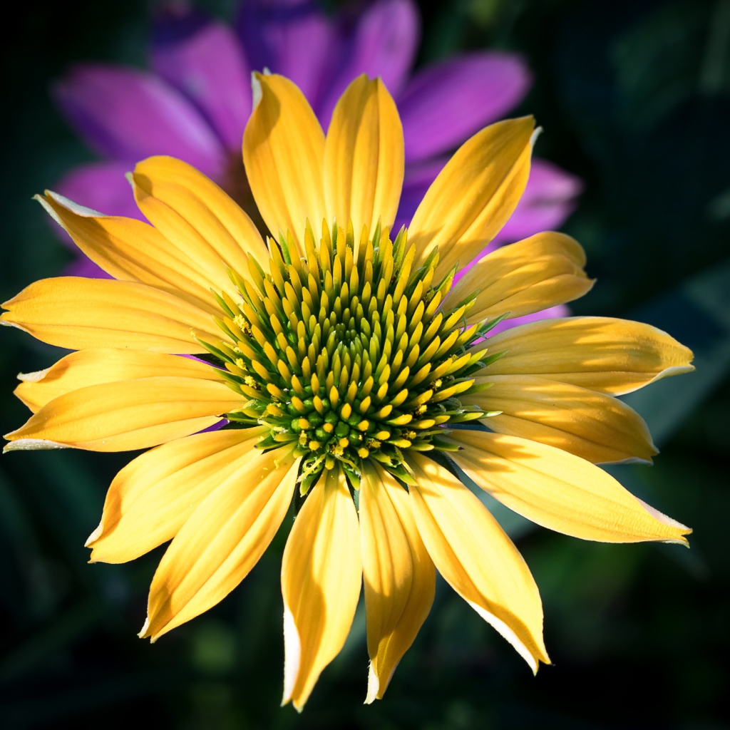 Красивый желтый цветок крупным планом