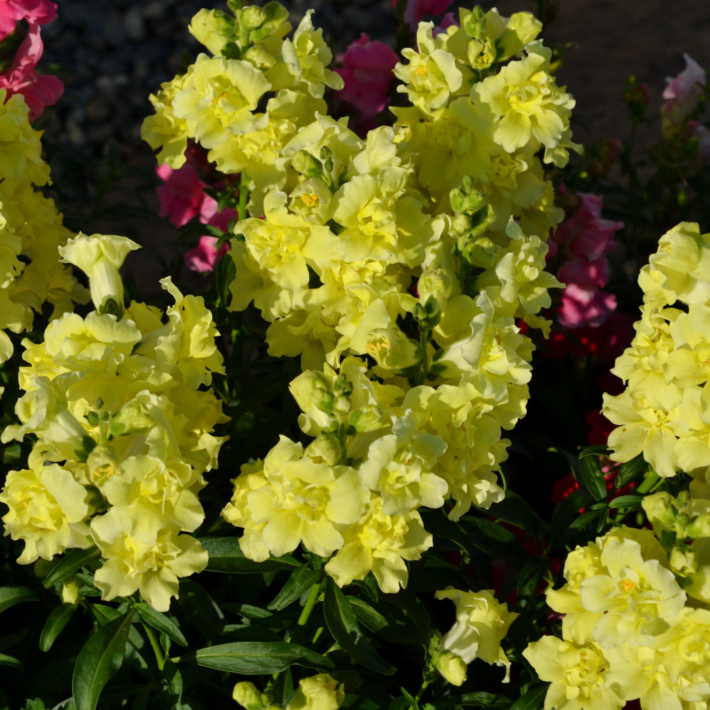 Красивые желтые цветы Львиный зев