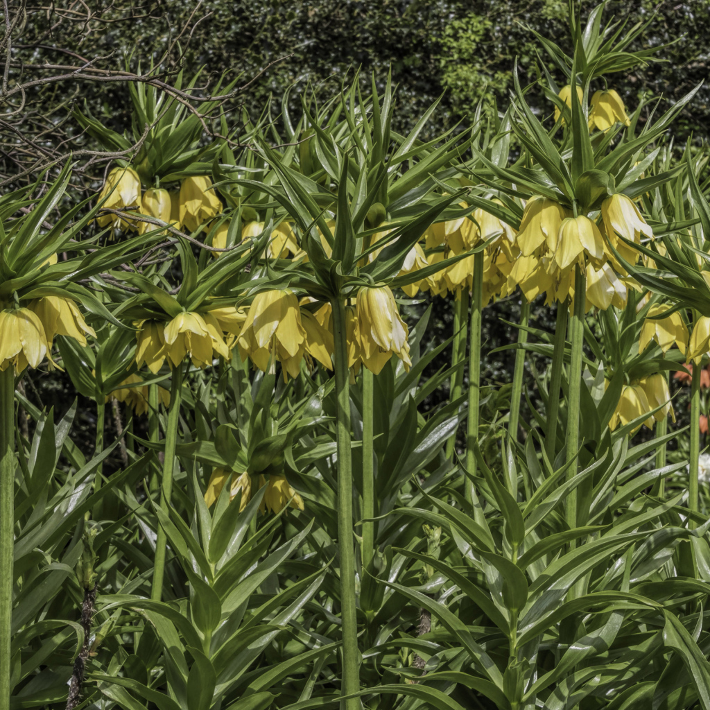 Красивые желтые цветы рябчики 