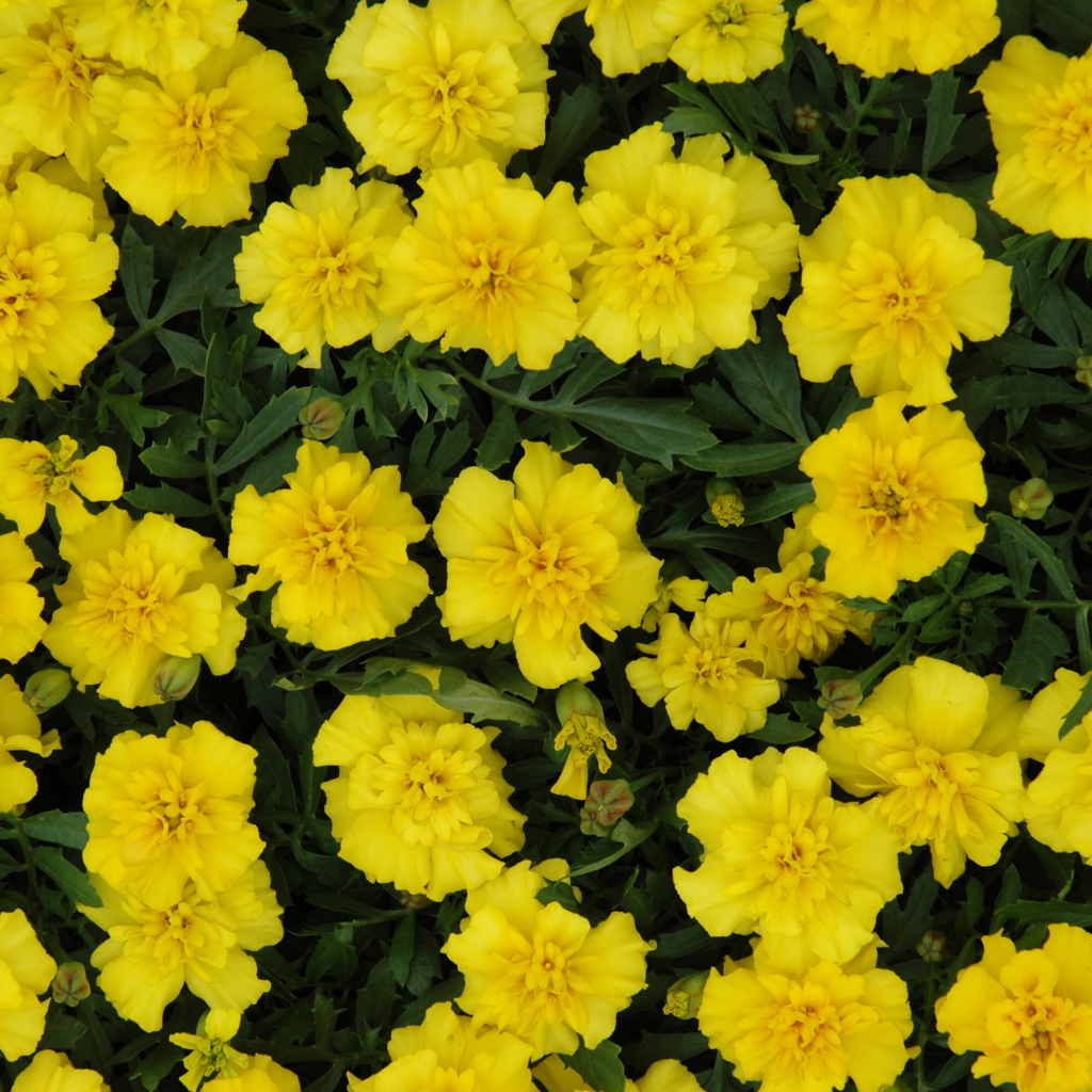 Красивые желтые бархатцы вблизи