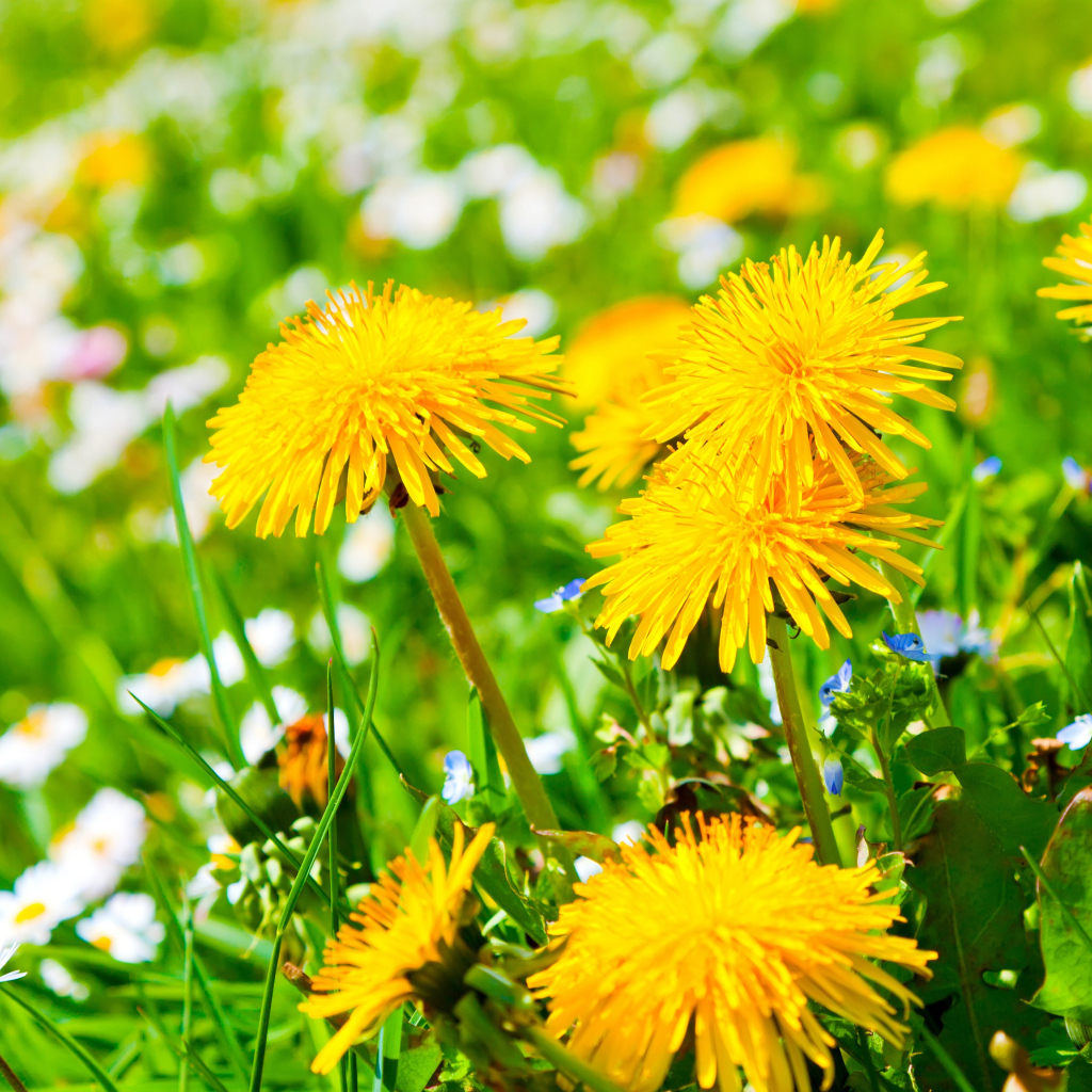 Красивые желтые летние одуванчики с ромашками
