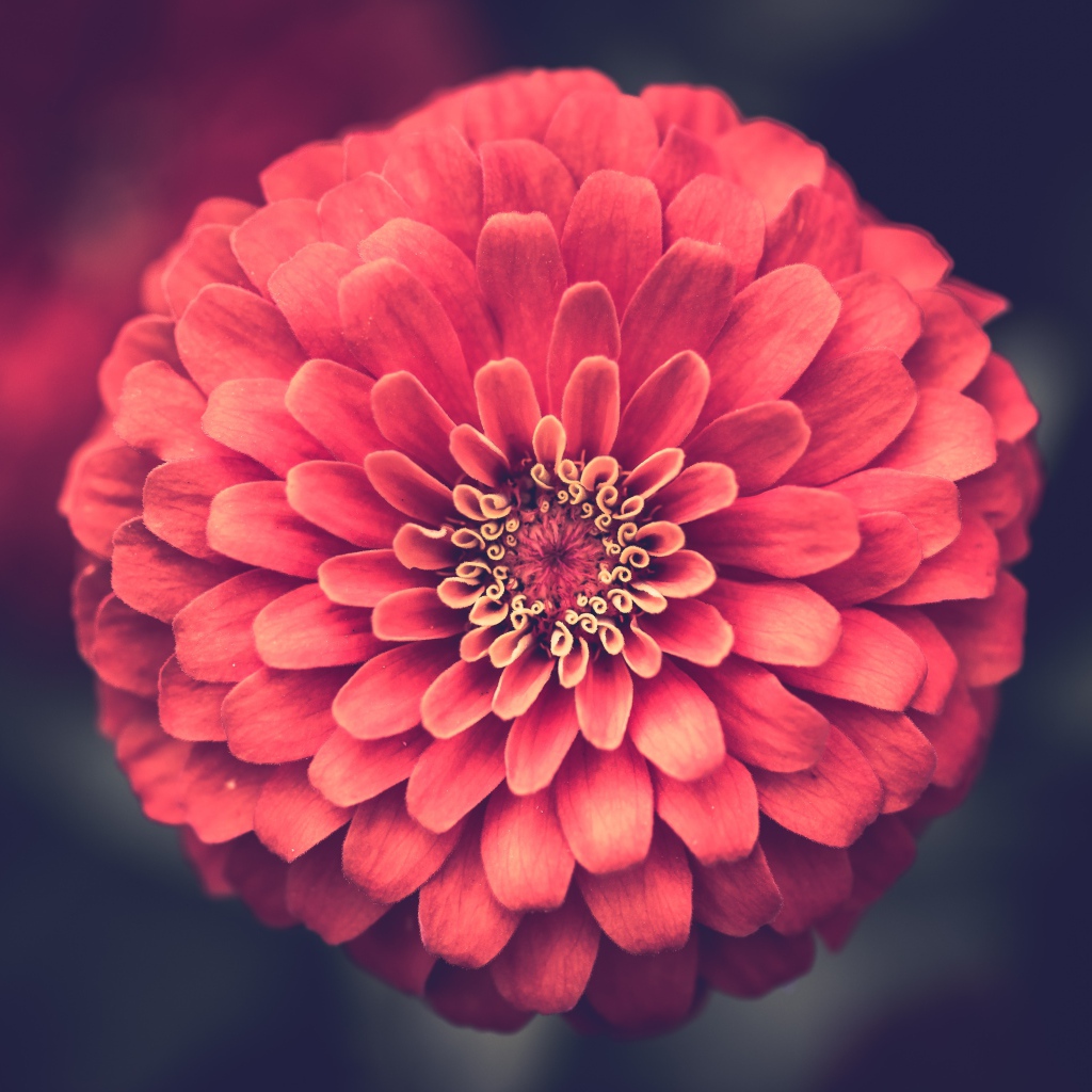 Красивый цветок цинния крупным планом