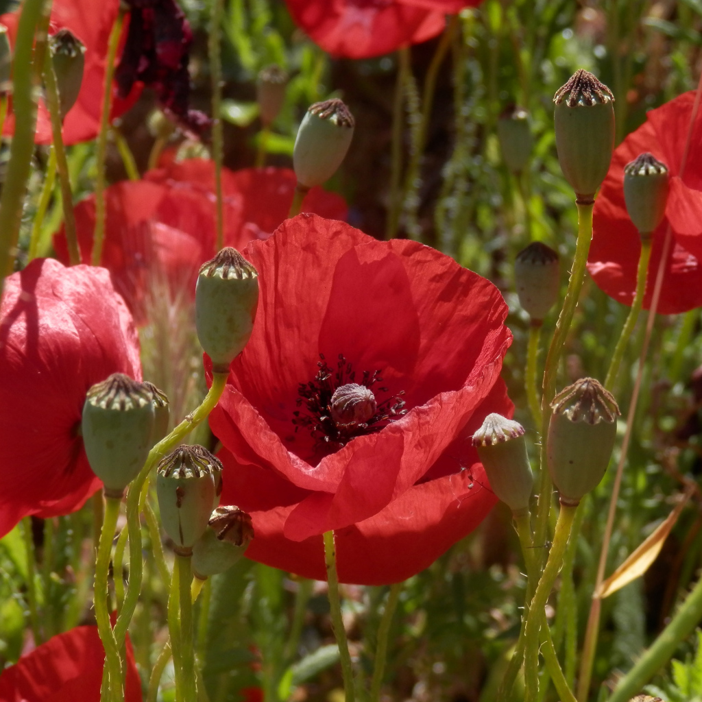 Большие красивые красные маки в поле 