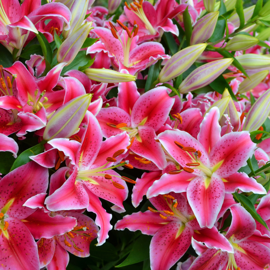 Большой букет красивых розовых лилий  