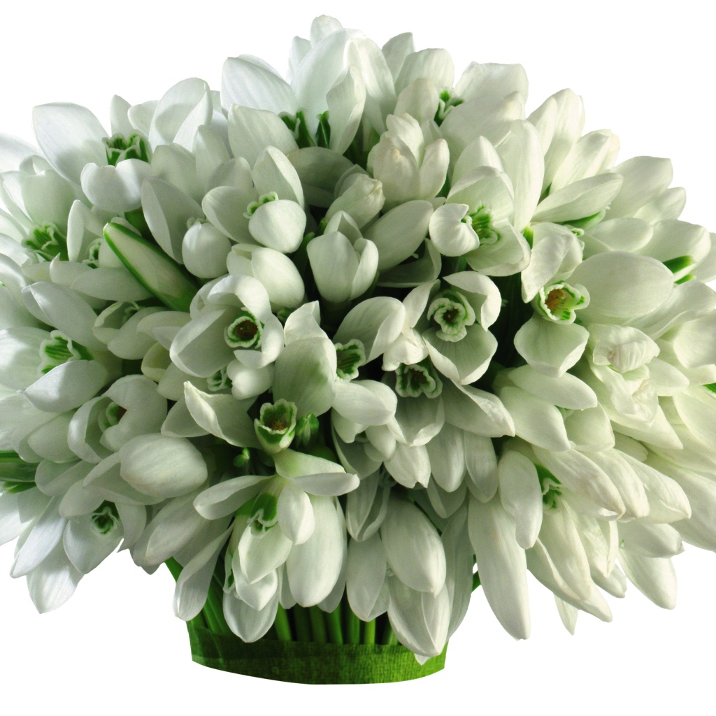 Большой букет подснежников на белом фоне 