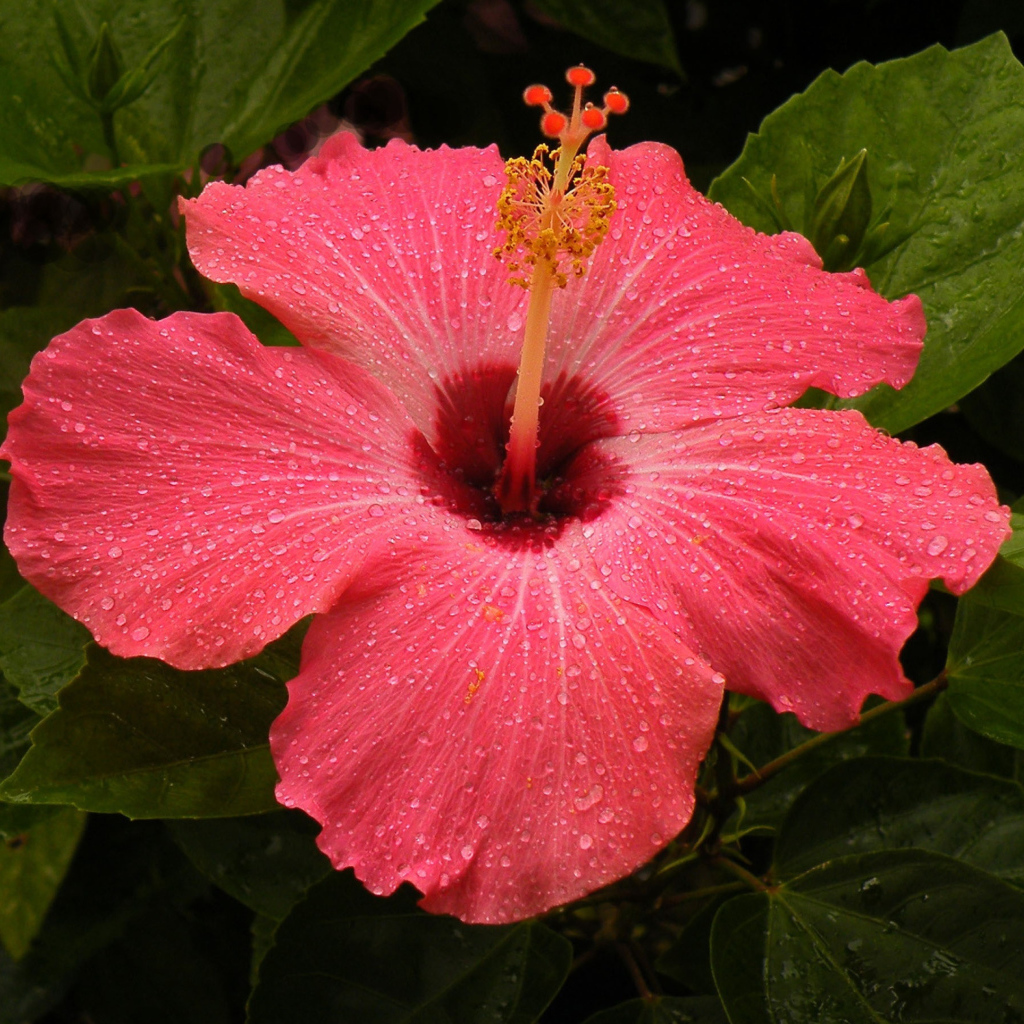 Большой красный цветок  гибискус 