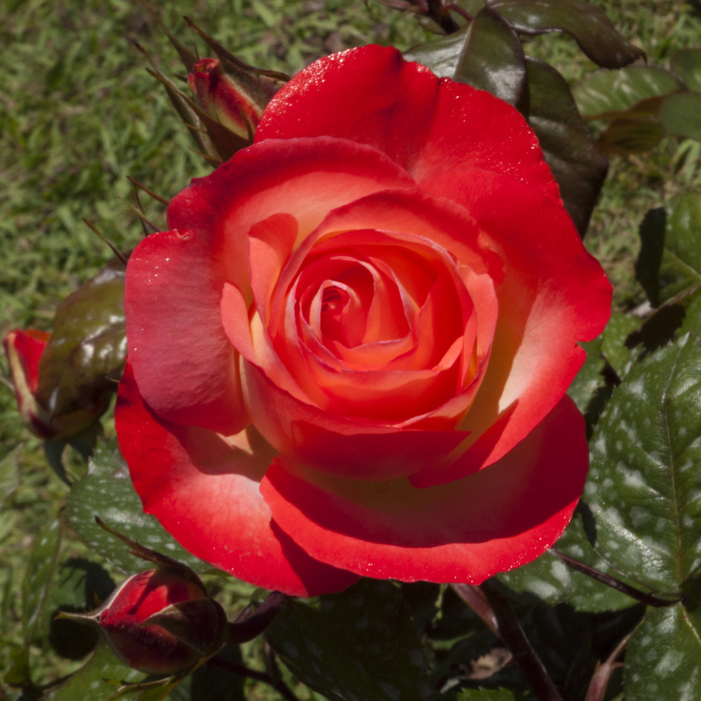 Большая красная роза с зелеными листьями крупным планом