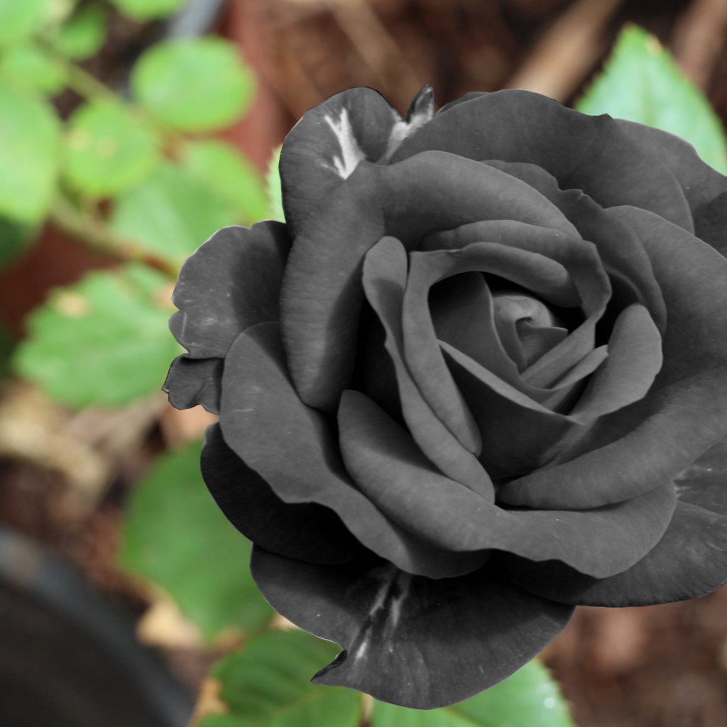 Цветок черной розы крупным планом