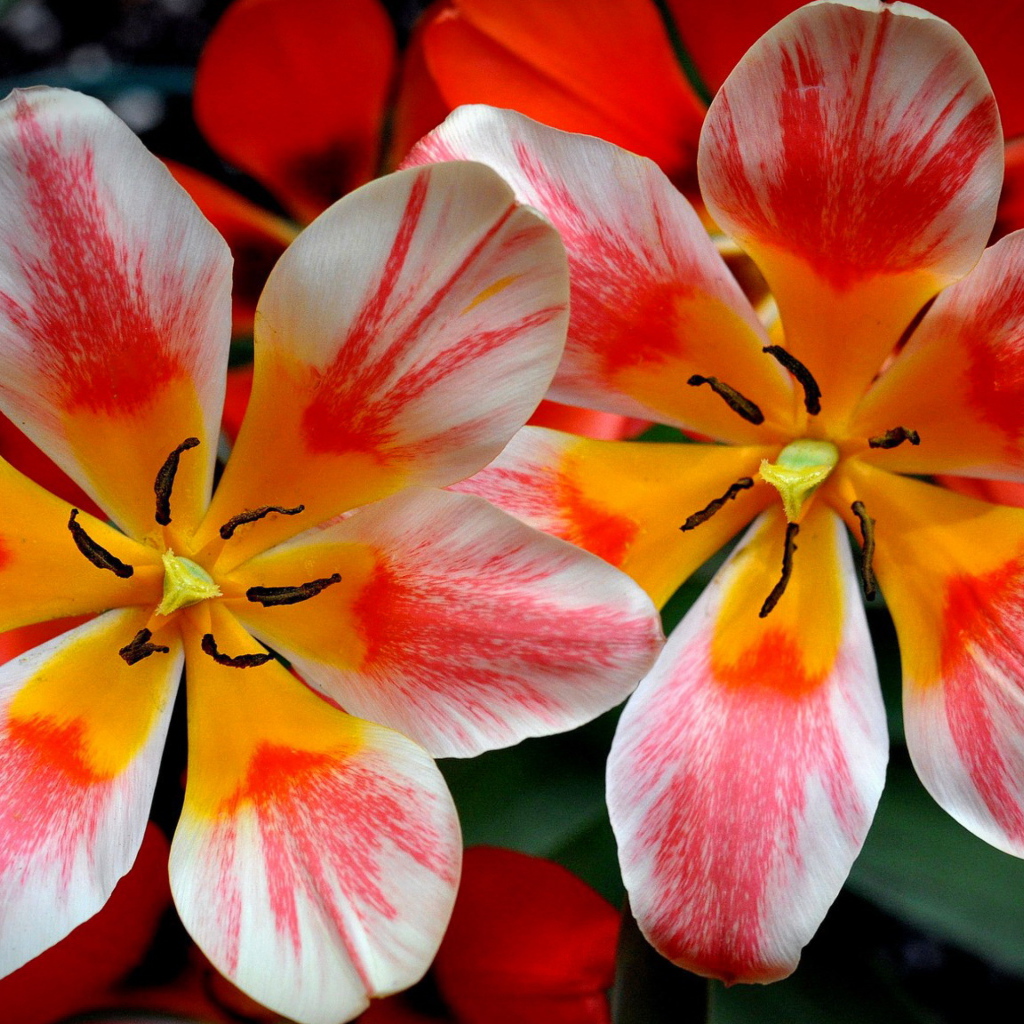 Распустившиеся розовые тюльпаны 