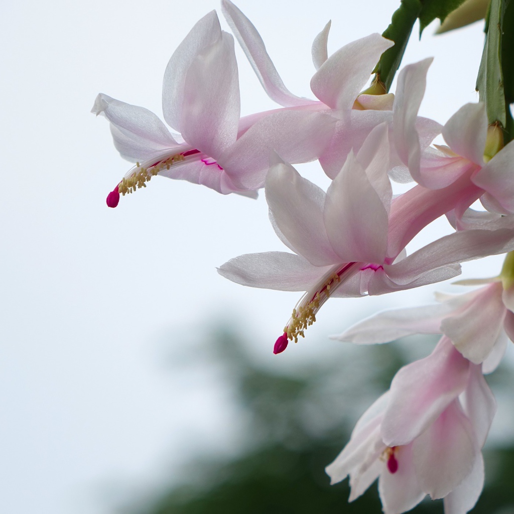 Цветущий комнатный цветок Рождественник 