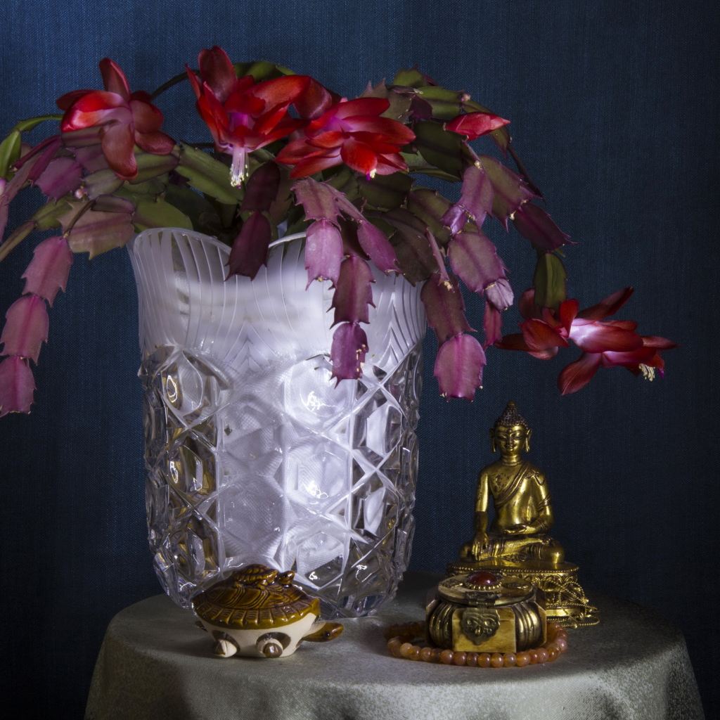 Цветущий комнатный цветок Шлюмбергера со статуэткой Будда на столе