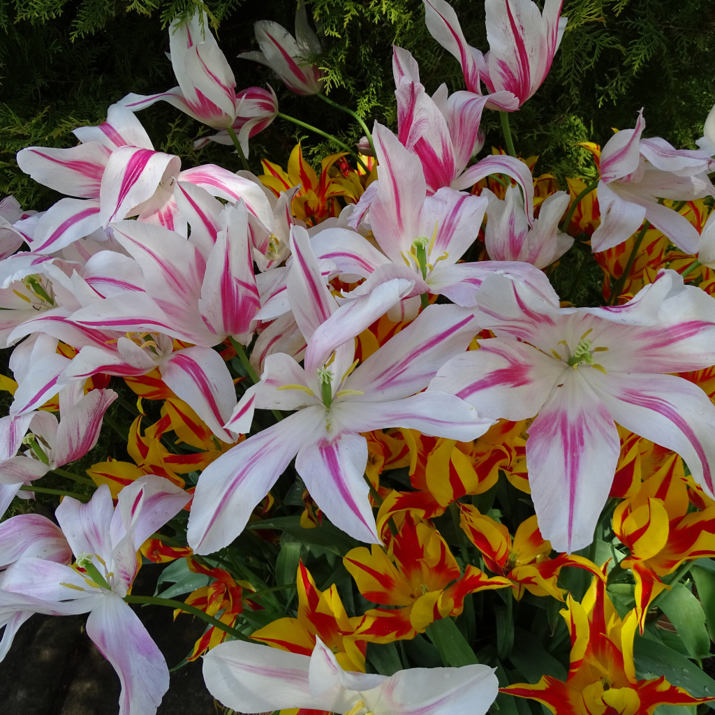 Распустившиеся цветы тюльпаны 