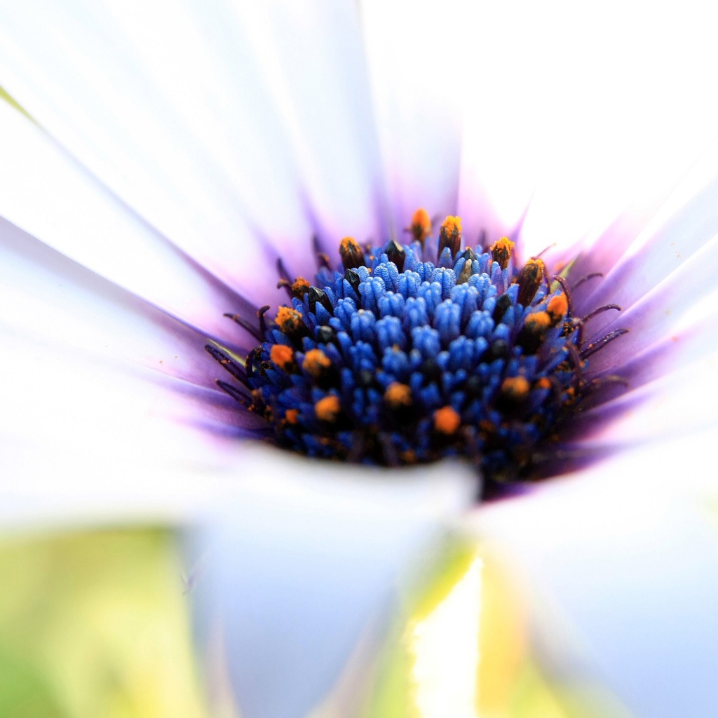 Синяя сердцевина белого цветка 