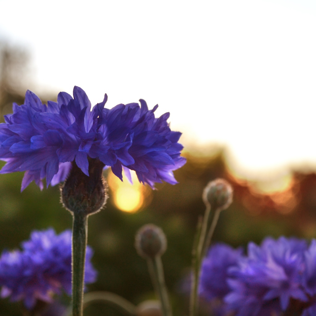 Голубые васильки на рассвете  