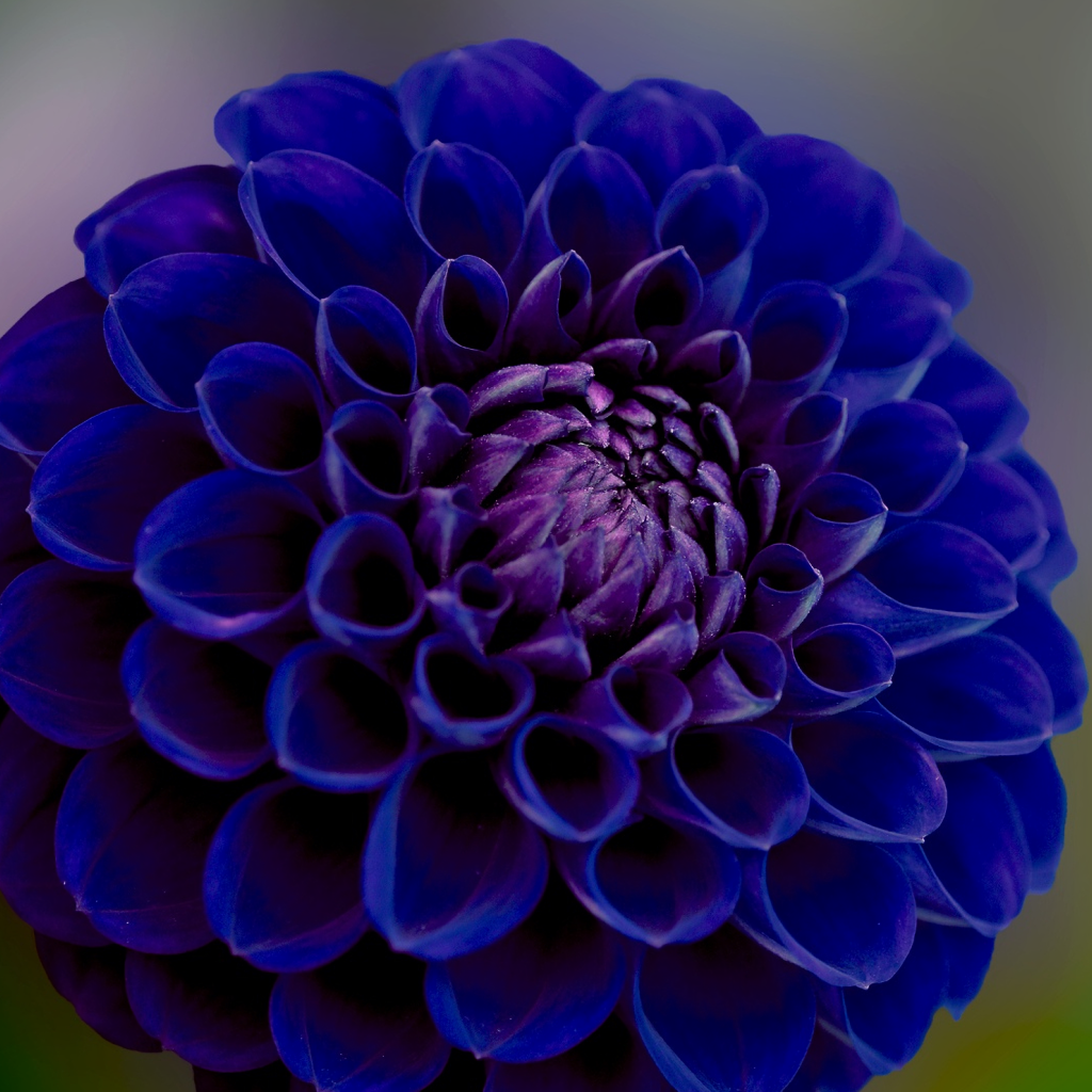 Синяя георгина крупным планом 